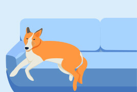 ペット臭“完全消臭”